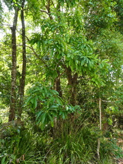 Barringtonia calyptrata, photograph (c) Steve Fitzgerald, some rights reserved (CC BY-SA)