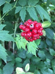 Actaea rubra rubra