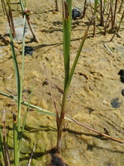Bolboschoenus maritimus paludosus