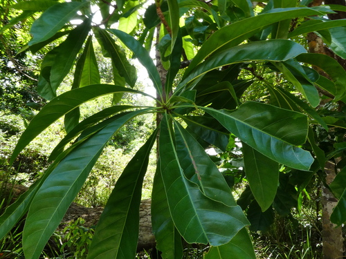 Barringtonia calyptrata, photograph 2