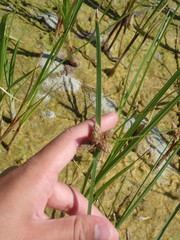 Bolboschoenus maritimus paludosus