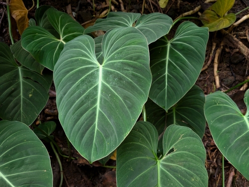 Philodendron gloriosum
