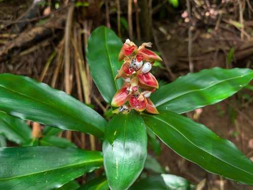 Spiral ginger (Costus pulverulentus)