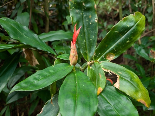 Image of Costus pulverulentus by (c) Damien Wallace, some rights reserved (CC BY)