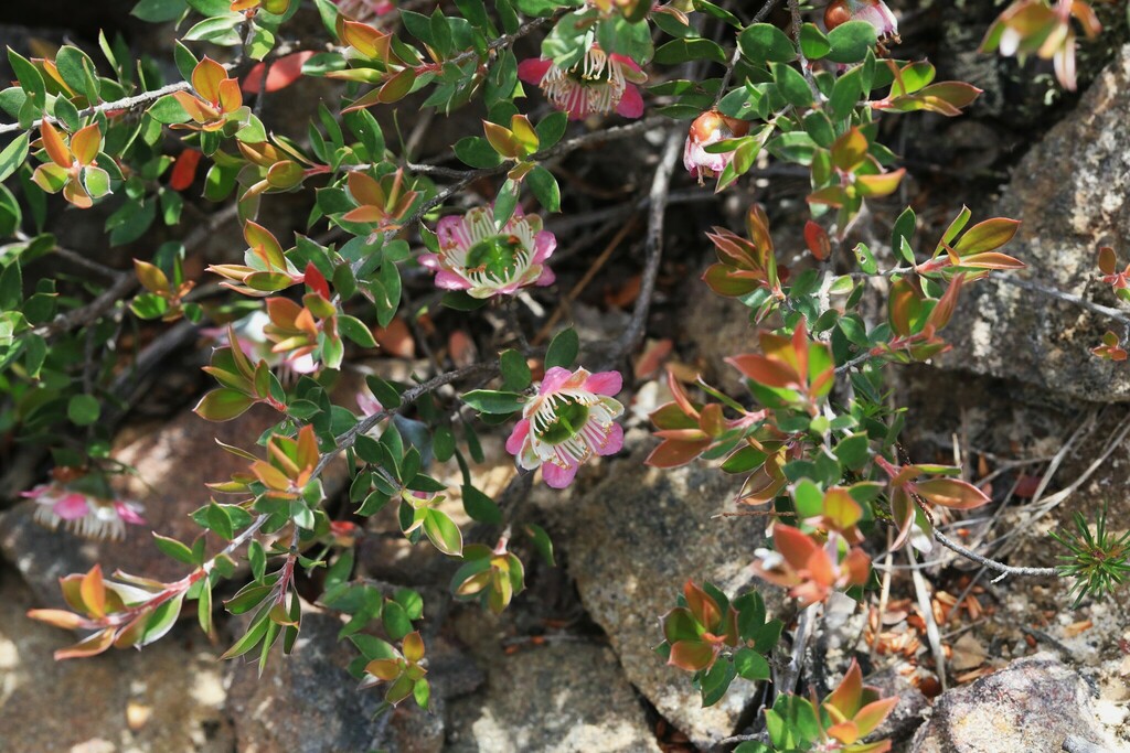 large-fruited tea tree from Blue Mountains, NSW, Australia on November ...