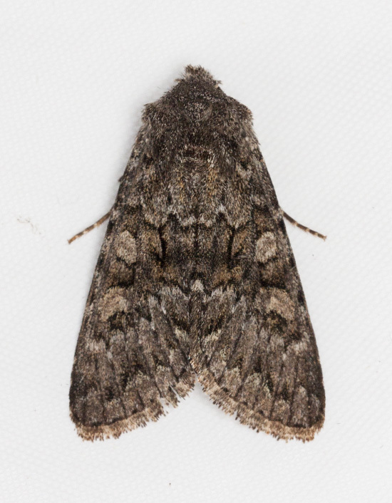 Lasionycta