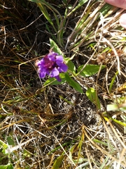 Prunella vulgaris lanceolata