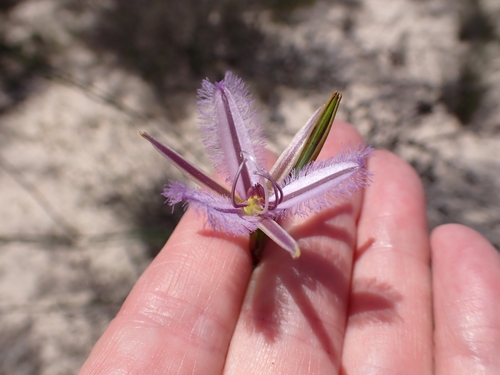 Image of Thysanotus sparteus by (c) Shelley James, some rights reserved (CC BY)