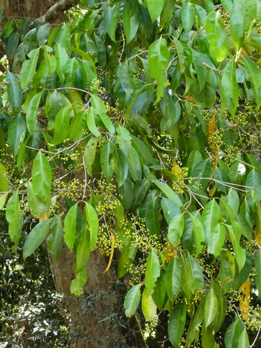 Syzygium tierneyanum, photograph 2