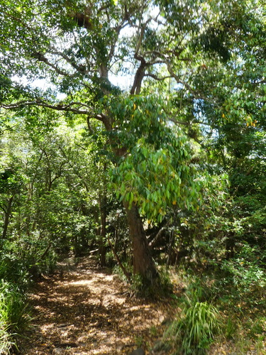 River Cherry (Syzygium tierneyanum)
