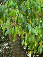 (c) Steve Fitzgerald, some rights reserved (CC BY-SA) Syzygium tierneyanum, photograph (c) Steve Fitzgerald, some rights reserved (CC BY-SA)