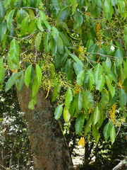 (c) Steve Fitzgerald, some rights reserved (CC BY-SA) Syzygium tierneyanum, photograph (c) Steve Fitzgerald, some rights reserved (CC BY-SA)