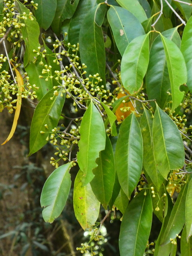 Syzygium tierneyanum, photograph 5