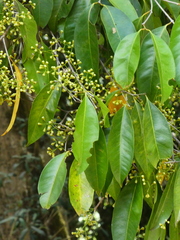 (c) Steve Fitzgerald, some rights reserved (CC BY-SA) Syzygium tierneyanum, photograph (c) Steve Fitzgerald, some rights reserved (CC BY-SA)