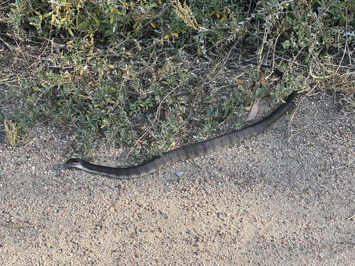 Tiger Snake sighting
