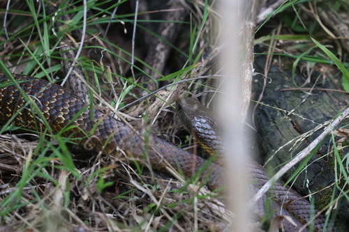 Tiger Snake sighting