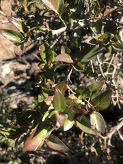Cephalanthus natalensis