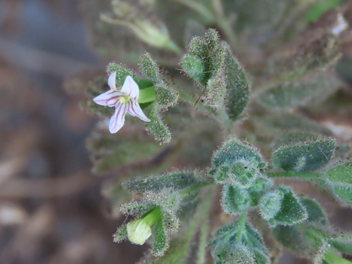 Camptoloma rotundifolium (Camptoloma rotundifolium)