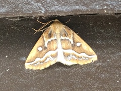 Caripeta angustiorata