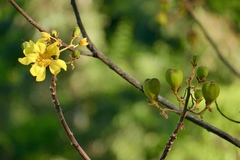 Cochlospermum orinocense