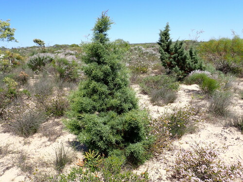 Sandplain Cypress (Callitris arenaria)