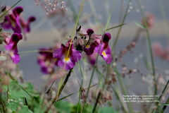 Proboscidea louisianica fragrans