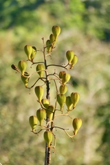 Cochlospermum orinocense
