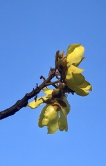Cochlospermum orinocense
