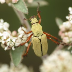 Macrodactylus uniformis