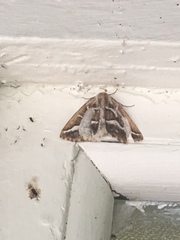 Caripeta angustiorata