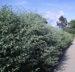 Atriplex lentiformis