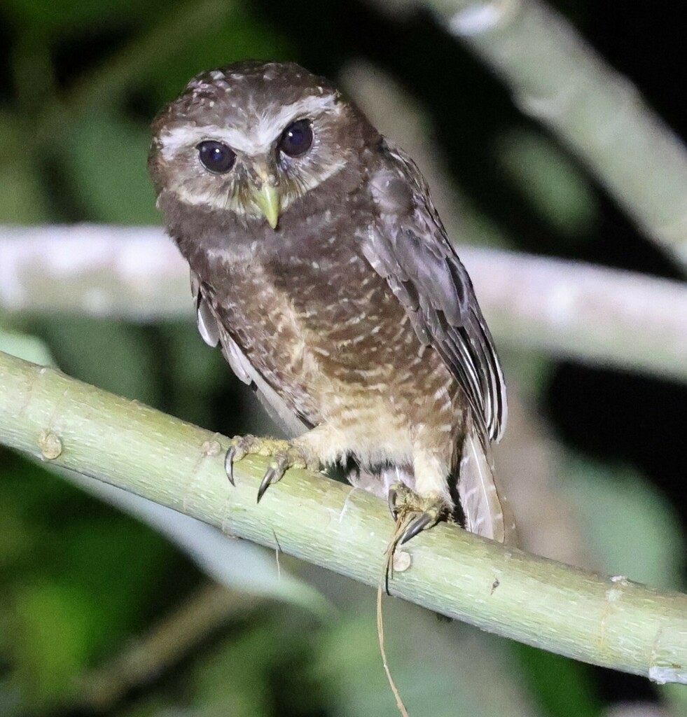 Malaita Owl (Athene malaitae) photo