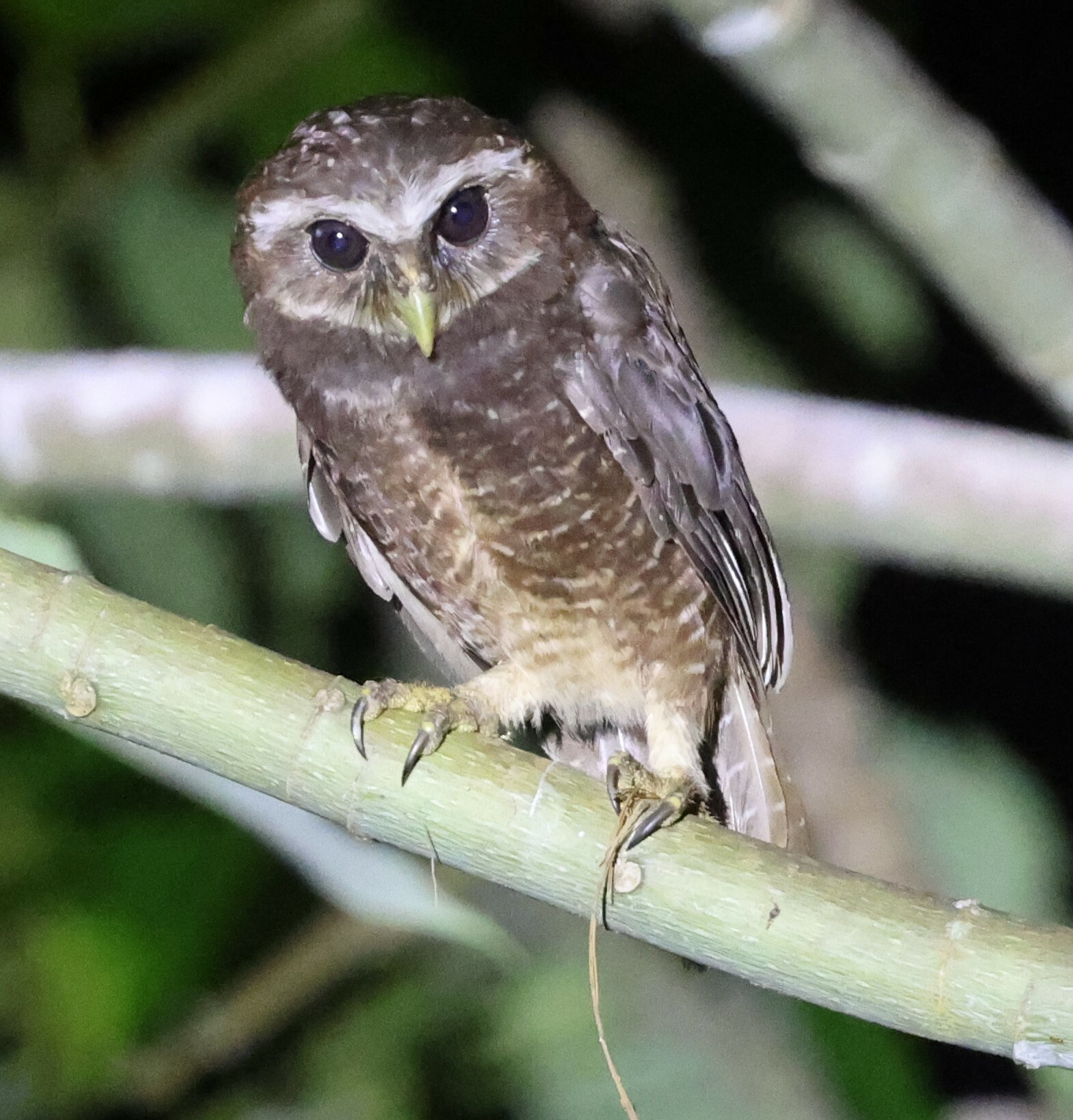 Malaita Owl illustration