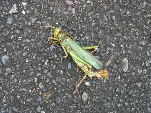 Large Green Grasshopper photo 5