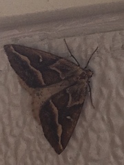 Caripeta angustiorata