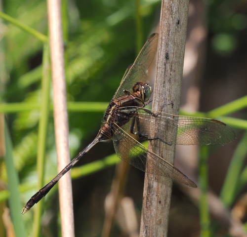 Slender Skimmer