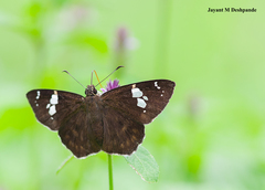 Celaenorrhinus fusca