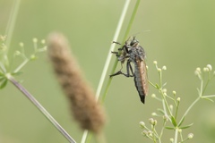 Eutolmus rufibarbis