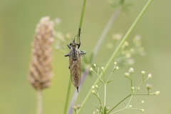 Eutolmus rufibarbis
