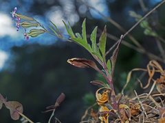 Silene secundiflora
