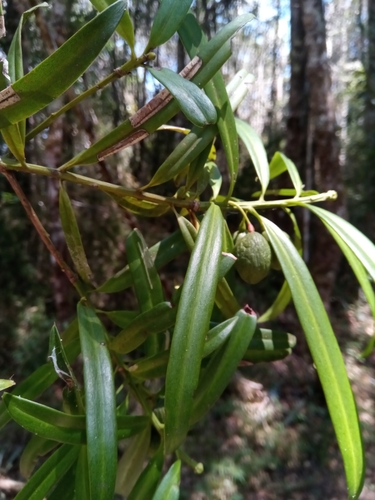 Podocarpus madagascariensis