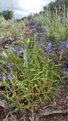 Penstemon watsonii