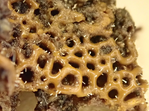 Polycephalomyces tomentosus