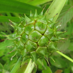 Sparganium eurycarpum