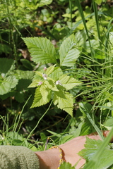 Rubus pubescens