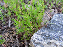 Galium bifolium