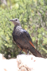 Red-Winged Starling photo 5
