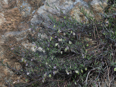 Polygala rupestris