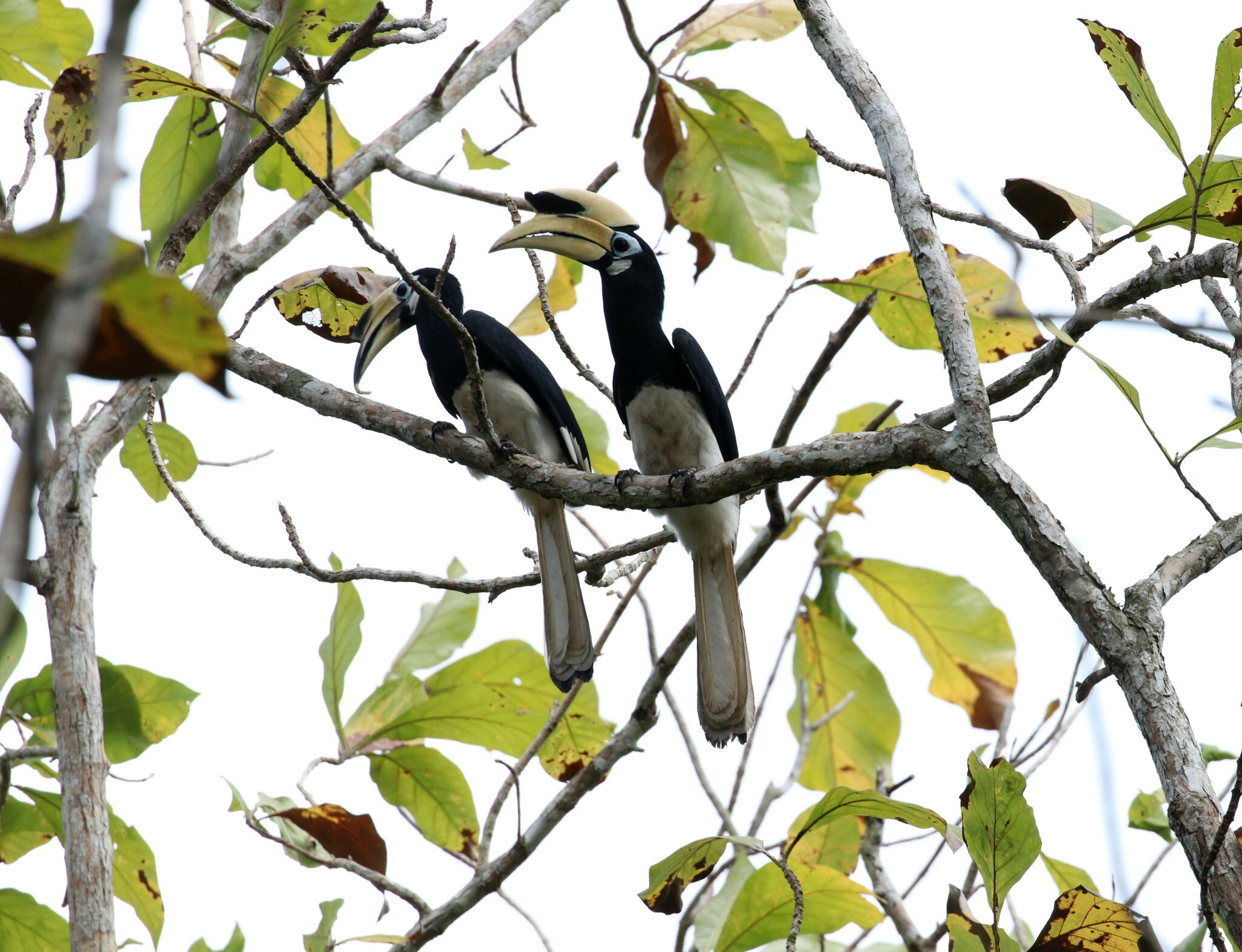 Oriental Pied Hornbill