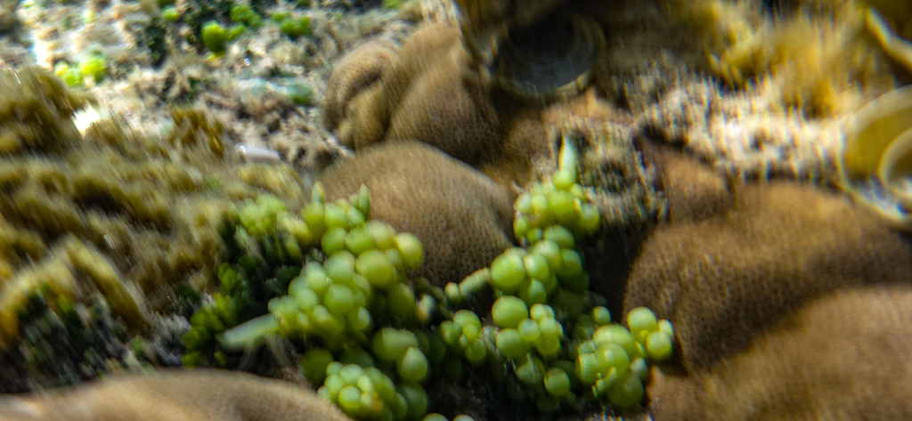 Photo of Grape Caulerpa (Caulerpa racemosa)
